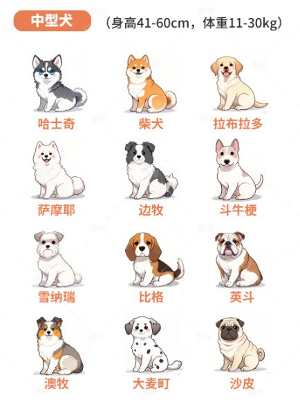 心动小镇36种常见狗狗一览